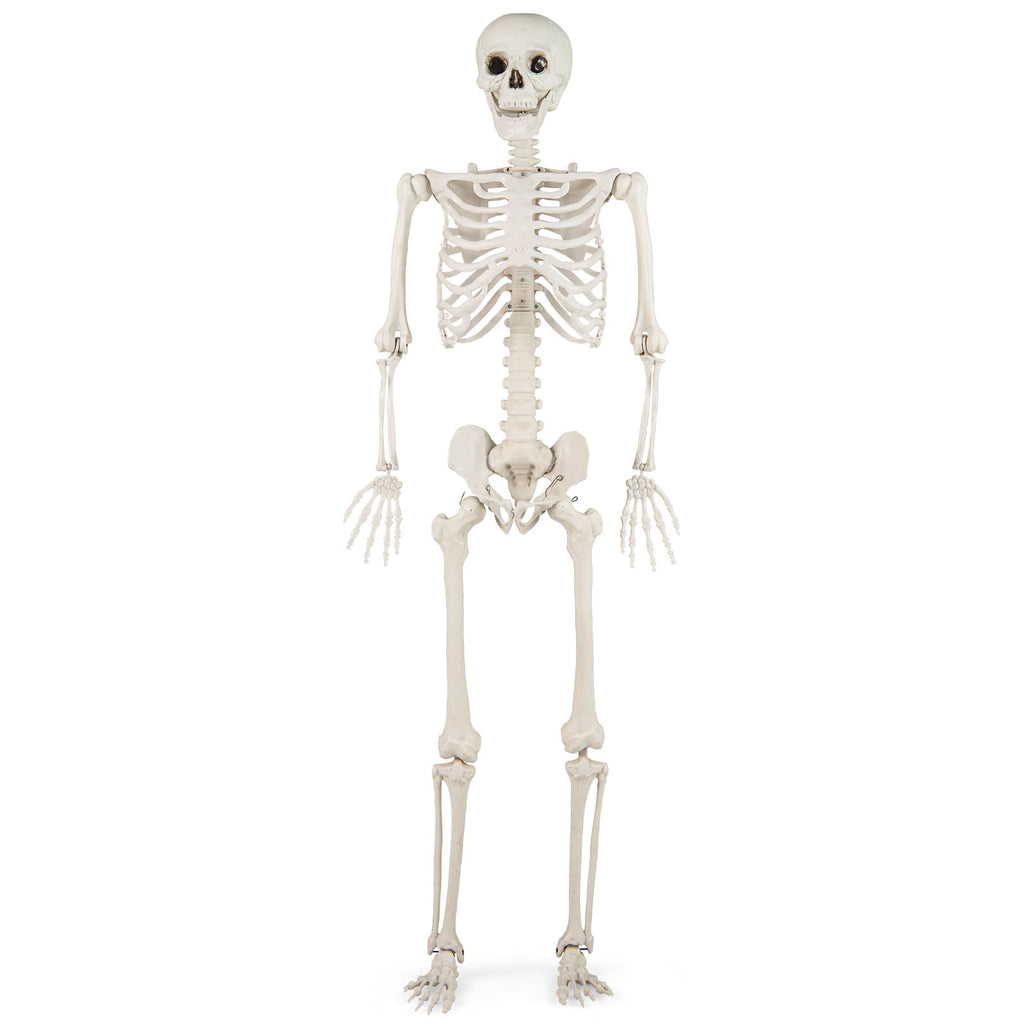 Life Size Halloween Skeleton Decoration 5.4 ft Outdoor & Indoor Prop