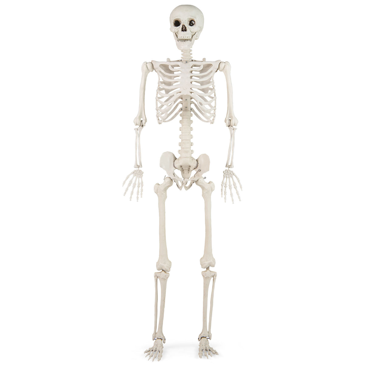 Life Size Halloween Skeleton Decoration 5.4 ft Outdoor & Indoor Prop