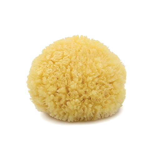 Neptune Caribbean Sea Sponge, Hand Cut, Medium, Approx. 5-6 inches