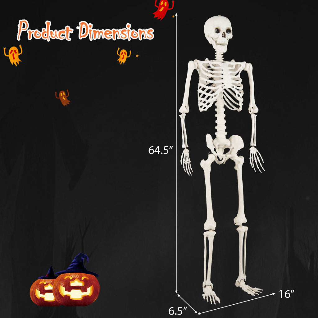 Life Size Halloween Skeleton Decoration 5.4 ft Outdoor & Indoor Prop
