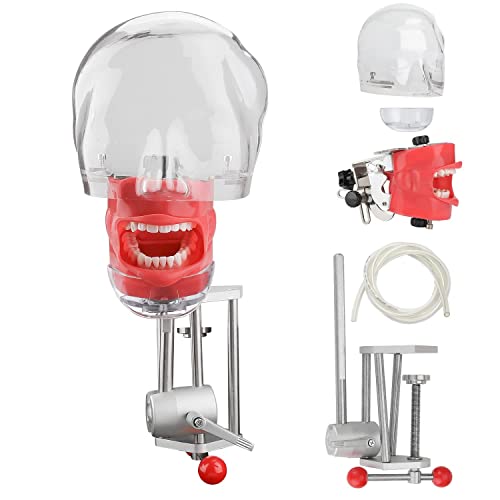 Dental Simulator Mannequin Head - Typodont Teeth Model Phantom Head Training Manikin with Bench Mount Fixed on Desk for Dental Schools Education Practical Demonstration