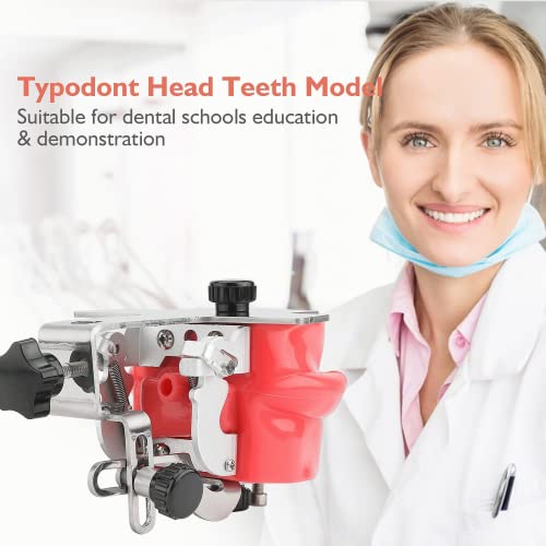 Dental Simulator Mannequin Head - Typodont Teeth Model Phantom Head Training Manikin with Bench Mount Fixed on Desk for Dental Schools Education Practical Demonstration
