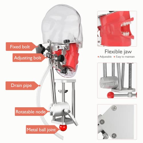 Dental Simulator Mannequin Head - Typodont Teeth Model Phantom Head Training Manikin with Bench Mount Fixed on Desk for Dental Schools Education Practical Demonstration