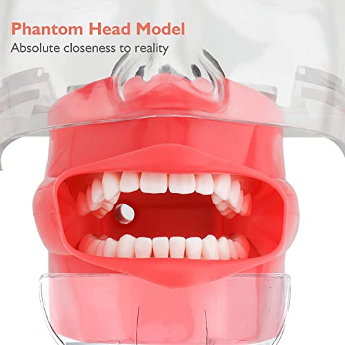 Dental Simulator Mannequin Head - Typodont Teeth Model Phantom Head Training Manikin with Bench Mount Fixed on Desk for Dental Schools Education Practical Demonstration