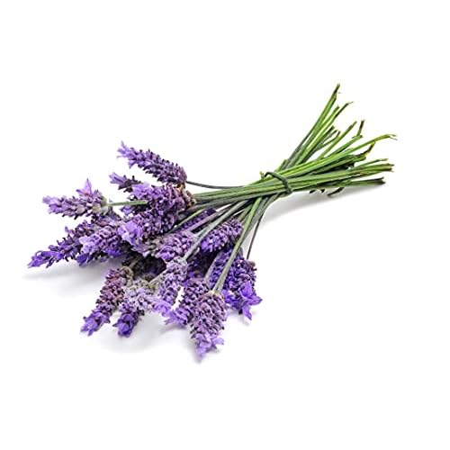 OPO Lavender Water Hydrosol - Pure Steam Distilled Natural Non GMO Calming Bulk Body, Face, Facial Toner, Aromatherapy, Set Makeup, Cleanser Mist Spritz (128 oz / 1 Gallon)