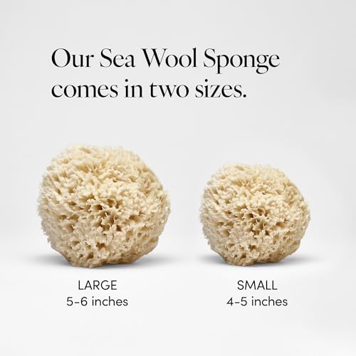 LATHER - Natural Sea Wool Sponge, 5-6" - Organic Exfoliating Body Scrubber - Soft, Gentle Cleansing - Hypoallergenic - All Skin Types - Florida Natural Loofah Sponge - Cruelty Free - Beauty & Skincare