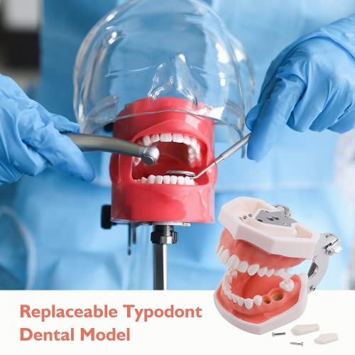 Dental Simulator Mannequin Head - Typodont Teeth Model Phantom Head Training Manikin with Bench Mount Fixed on Desk for Dental Schools Education Practical Demonstration