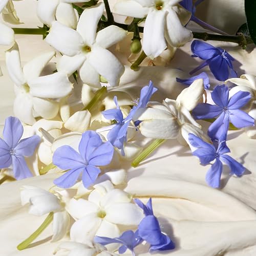 Dolce&Gabbana Dolce Blue Jasmine, Eau De Parfum Travel Spray, For Women - 10 ml /0.33 fl.oz