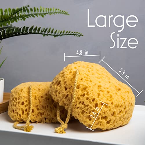 myHomeBody Bath Sponge, Foam Loofah, Body Scrubber for Bathing, Exfoliating Shower Pouf for Shower ? Large Size, Lots of Lather, Curvy, 2 Pack