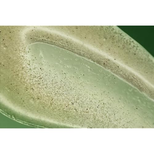 Aesop Geranium Leaf Exfoliating Body Scrub | Smooth, Soft, Hydrated Skin | 6.2 oz / 180mL