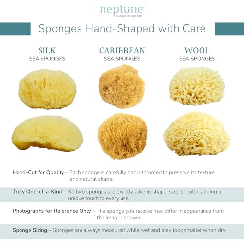 Neptune Caribbean Sea Sponge, Hand Cut, Medium, Approx. 5-6 inches