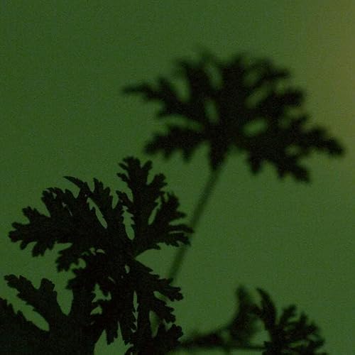 Aesop Geranium Leaf Trio - Party in the Greenhouse Gift Set | Limited Edition Holiday Kit