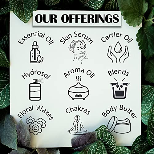 d?ve herbes Black Currant Oil (Ribes nigrum) with Glass Dropper | Cold Pressed | Pure | Natural | for Diluting Essential Oils | for Skin & Massage | Non-Sticky | Lightweight | Unisex | 120ml (4 oz)