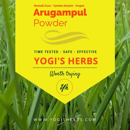 YOGIS HERBS Arugampul Powder - Bermuda Grass Powder - Cynodon Dactylon -1Lbfresh & Pure 1 Pound (Pack of 1)