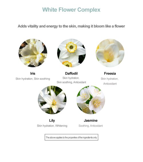 Moisture Cream 50ml - Lightweight K-Beauty Face Cream for Hydration, Makeup Prep, Daily Moisturizer Face Cream Day & Night.