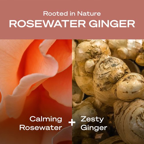 Hey Humans Rosewater Ginger Moisturizing Body Wash with Natural Ingredients & Jojoba Oil | Clean, Vegan, Sulfate Free Bath & Body Wash for Women | Recyclable Bottle, 14 fl. oz. - Pack of 3