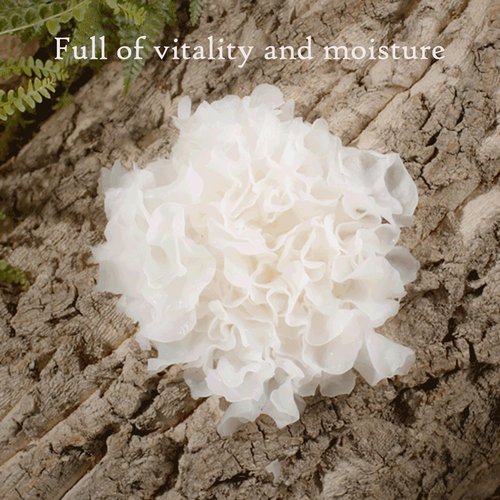 Deeponde Signature Origin 100 Ampoule 1.69 Fl oz Tremella Fuciformis(Snow Mushroom) Extract 100%,Elasticity,Lifting,Moisturizing