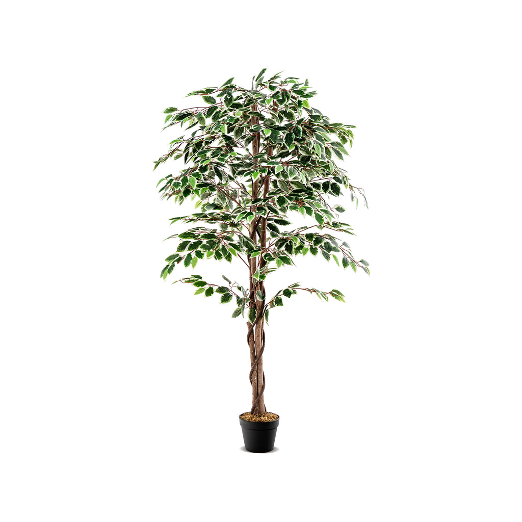 Tall Artificial Ficus Tree with 1008 Leaves Indoor Plant, Nursery Pot & Dried Moss