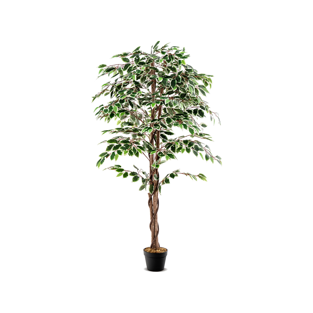 Tall Artificial Ficus Tree with 1008 Leaves Indoor Plant, Nursery Pot & Dried Moss