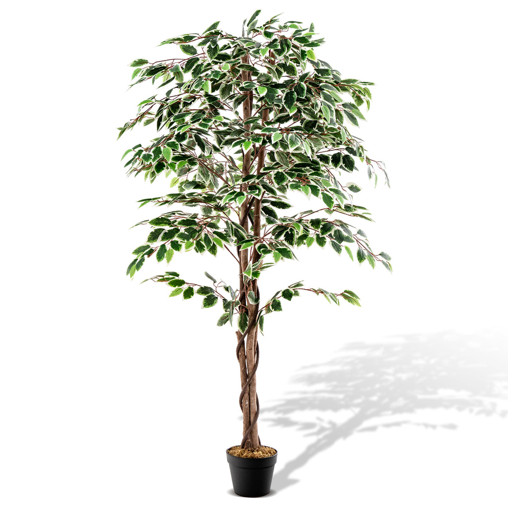 Tall Artificial Ficus Tree with 1008 Leaves Indoor Plant, Nursery Pot & Dried Moss