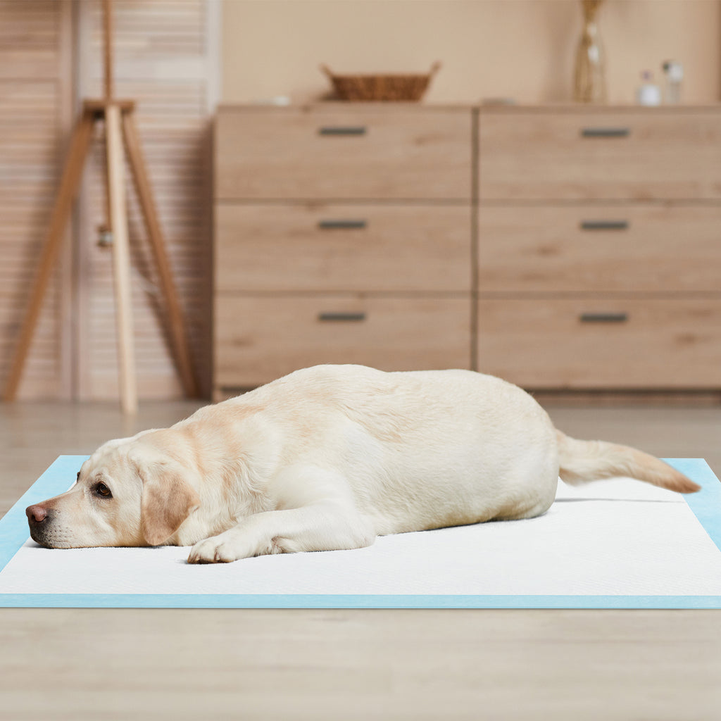 Dog and Puppy Pee Pads 36x36 Inches - 100 Count, Blue, Leak-Proof Potty Training