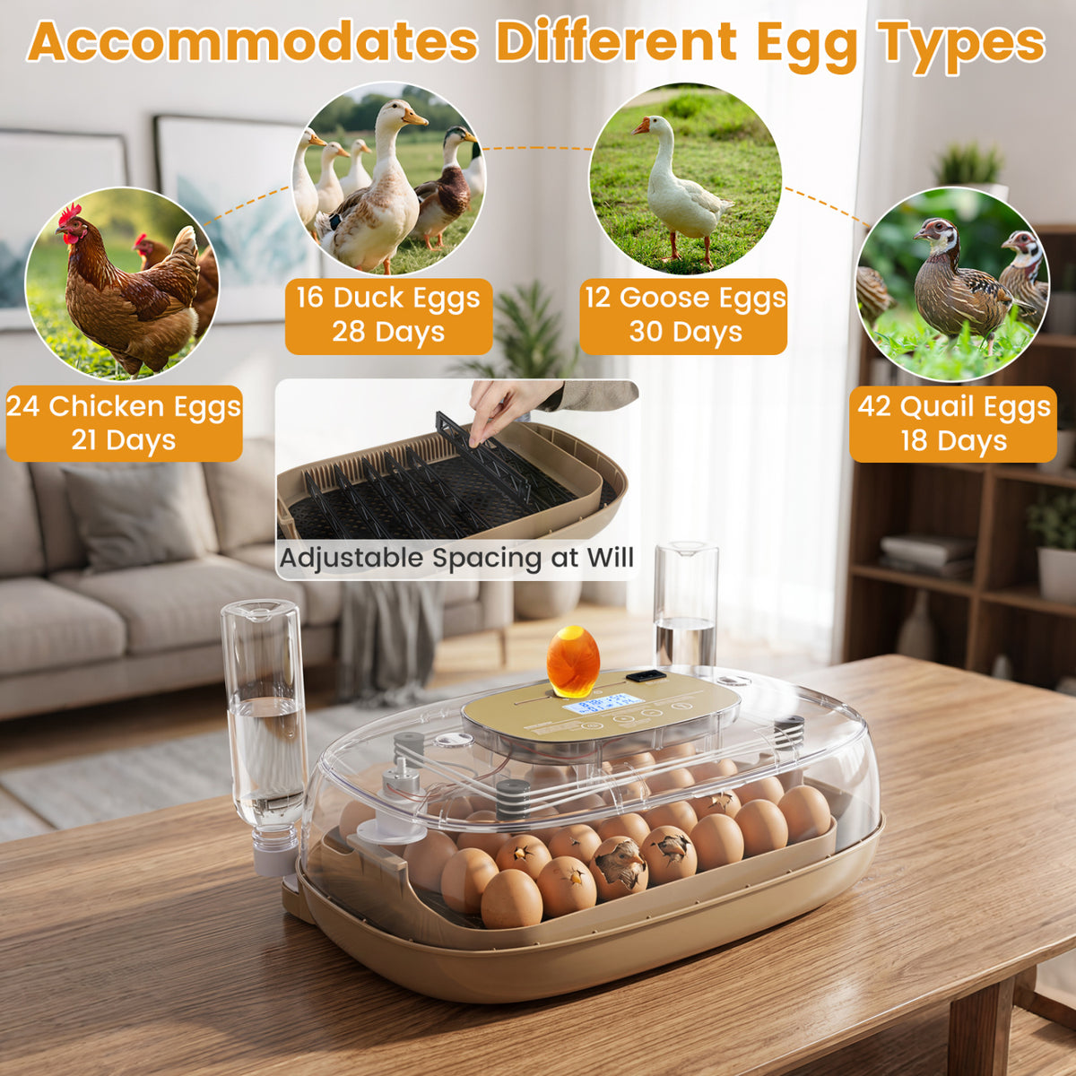 Egg Incubator with Temperature and Humidity Control - 21 Chicken Eggs Capacity - Egg Incubator Variation