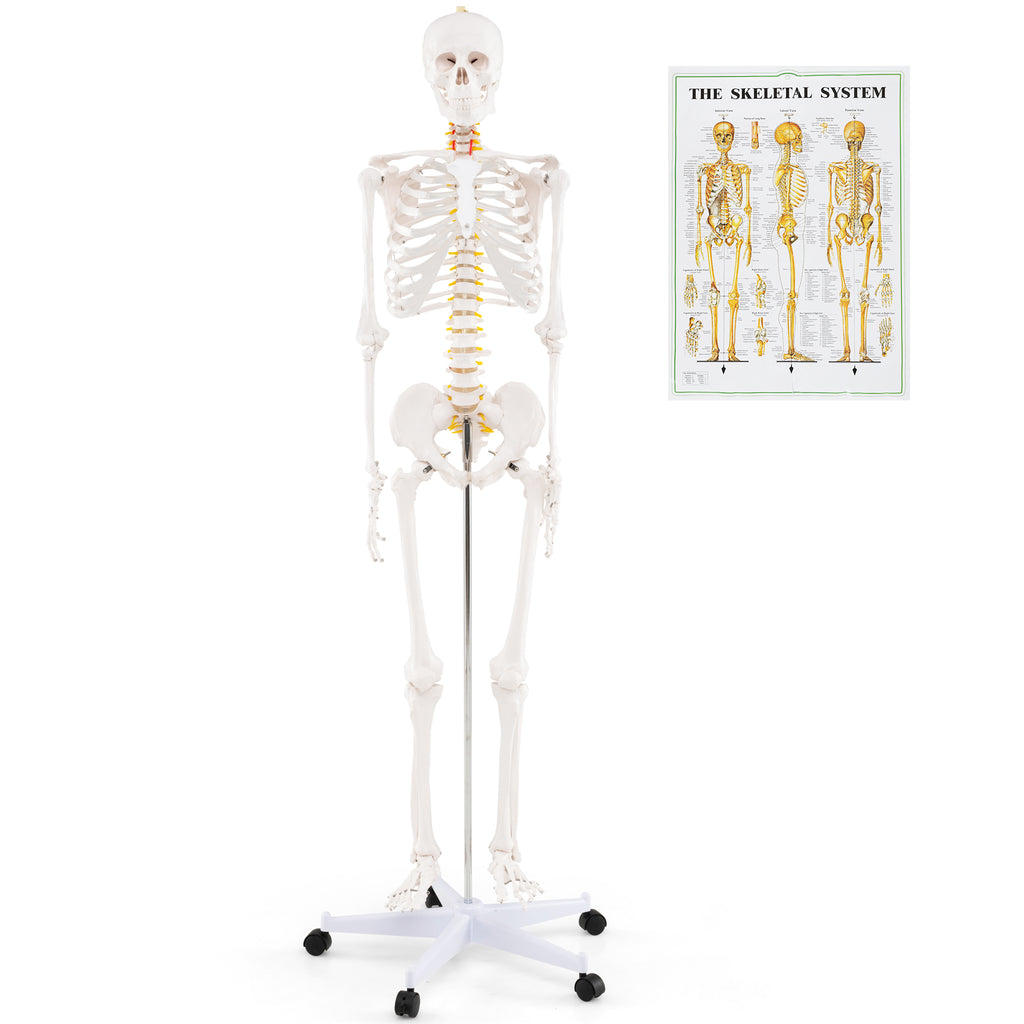 70.8 Inch Human Skeleton Model for Anatomy Education - Detachable Skull & Movable Joints - Skeleton Model Variation of THIS listing
