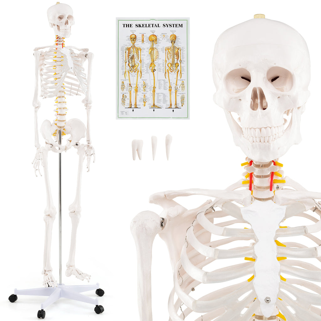 70.8 Inch Human Skeleton Model for Anatomy Education - Detachable Skull & Movable Joints - Skeleton Model Variation of THIS listing