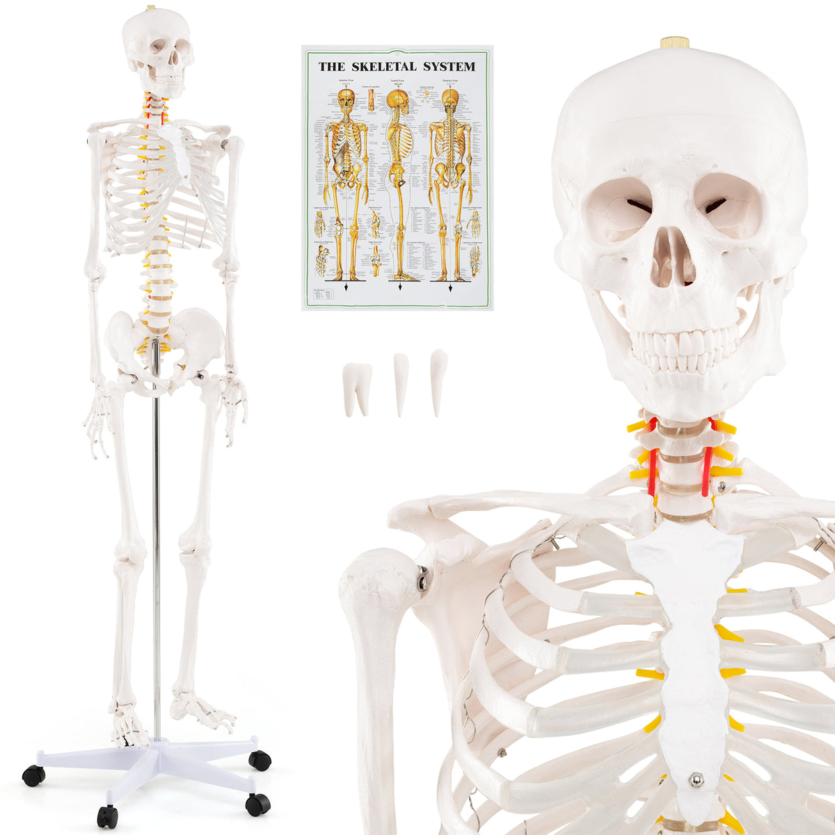 70.8 Inch Human Skeleton Model for Anatomy Education - Detachable Skull & Movable Joints - Skeleton Model Variation of THIS listing