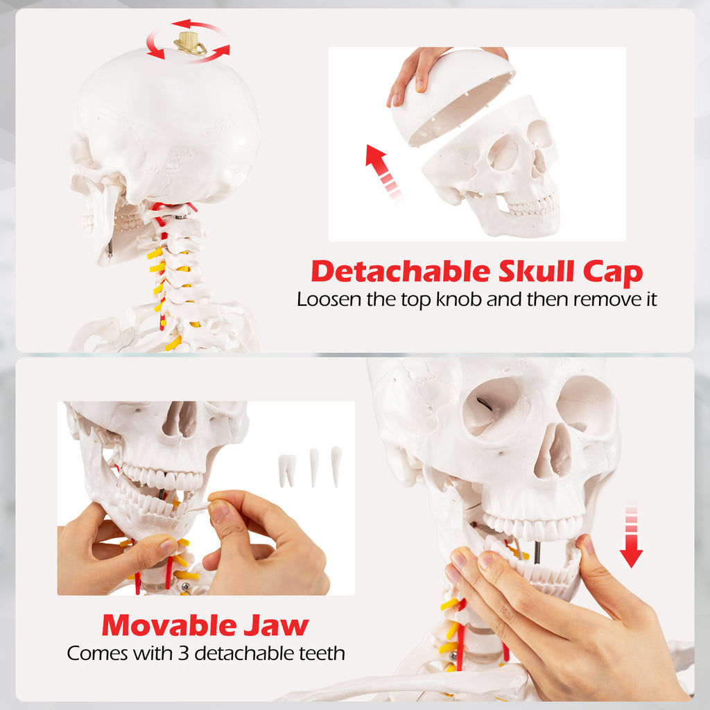 70.8 Inch Human Skeleton Model for Anatomy Education - Detachable Skull & Movable Joints - Skeleton Model Variation of THIS listing