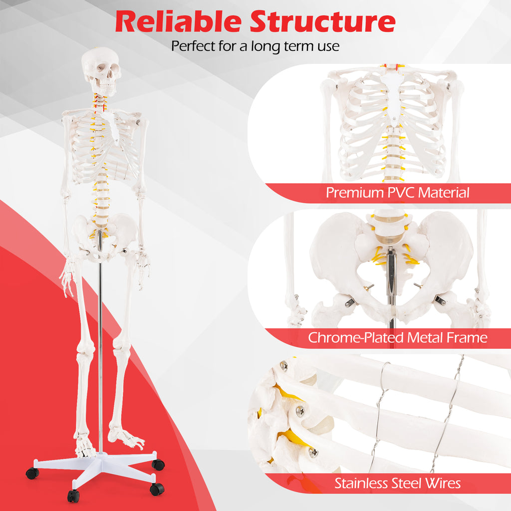 70.8 Inch Human Skeleton Model for Anatomy Education - Detachable Skull & Movable Joints - Skeleton Model Variation of THIS listing