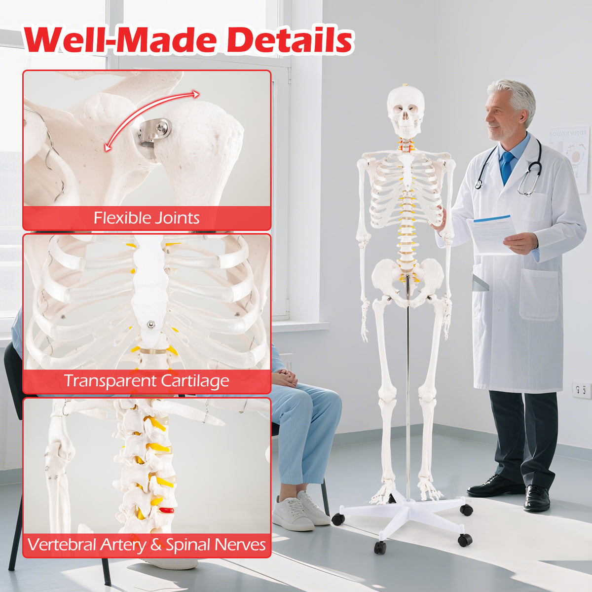 70.8 Inch Human Skeleton Model for Anatomy Education - Detachable Skull & Movable Joints - Skeleton Model Variation of THIS listing