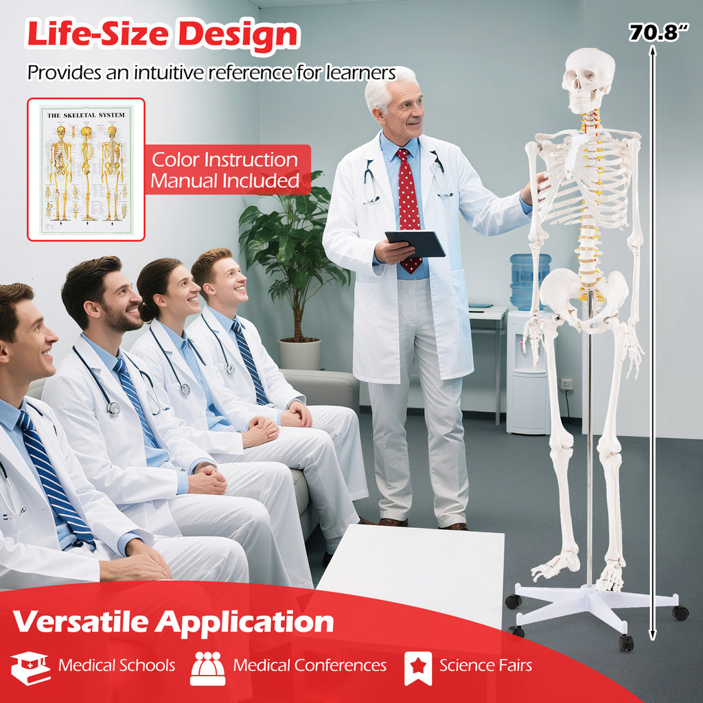 70.8 Inch Human Skeleton Model for Anatomy Education - Detachable Skull & Movable Joints - Skeleton Model Variation of THIS listing