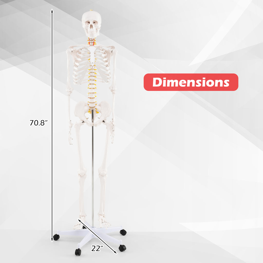 70.8 Inch Human Skeleton Model for Anatomy Education - Detachable Skull & Movable Joints - Skeleton Model Variation of THIS listing