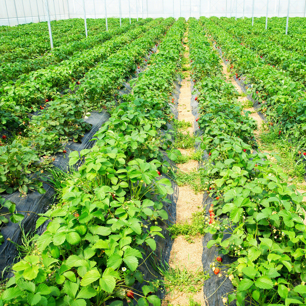 4 ft Weed Barrier Landscape Fabric - Tear-Resistant