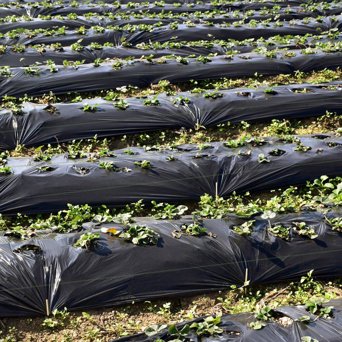 4 ft Weed Barrier Landscape Fabric - Tear-Resistant