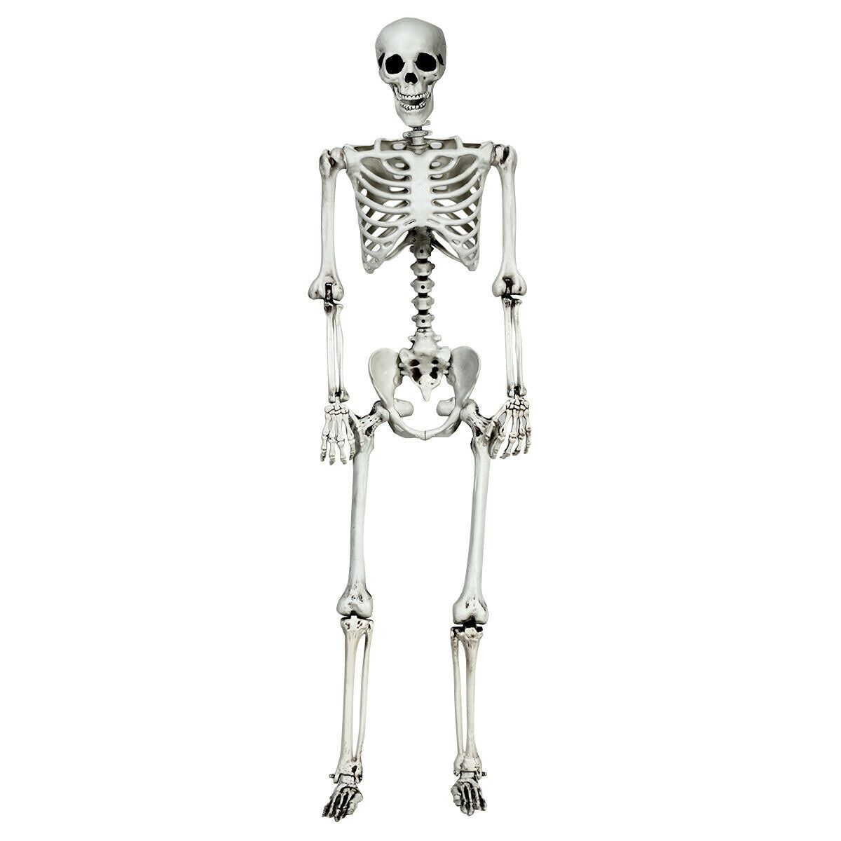 70.8 Inch Human Skeleton Model for Anatomy Education - Detachable Skull & Movable Joints - Skeleton Model Variation of THIS listing