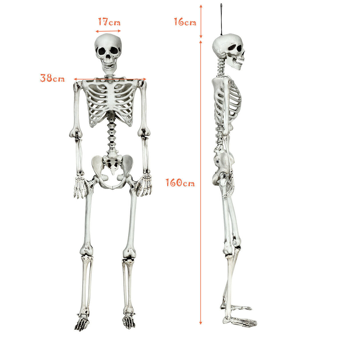 5.4 Feet Life Size Realistic Skeleton Halloween Decoration - Full Body Hanging Model